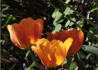 giverny170419 207