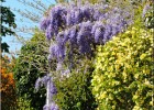 giverny170419 220