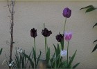 giverny170419 221