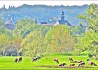 giverny170419 229