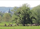 giverny170419 230