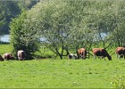 giverny170419 231