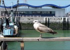 ostende170617 171