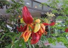 vichy180630 219