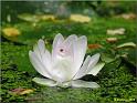 jardinjovet090620d