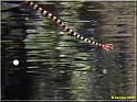 aquariumsportedoree090802_015